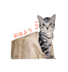 わが家のにゃんこ3匹（個別スタンプ：2）