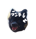 我が家の愛犬、くろ（個別スタンプ：3）