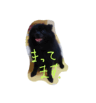 我が家の愛犬、くろ（個別スタンプ：4）