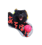 我が家の愛犬、くろ（個別スタンプ：8）