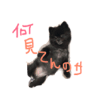 ポメラニアン ポコ（個別スタンプ：3）