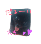 ポメラニアン ポコ（個別スタンプ：5）