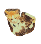 タマゴロ（個別スタンプ：1）