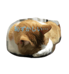 タマゴロ（個別スタンプ：2）