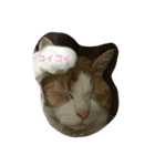 タマゴロ（個別スタンプ：6）