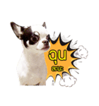 Dek Dek dog（個別スタンプ：2）