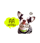 Dek Dek dog（個別スタンプ：4）