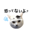うちの猫シリーズ(くうちゃん)（個別スタンプ：1）
