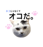 うちの猫シリーズ(くうちゃん)（個別スタンプ：2）