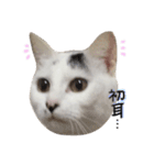 うちの猫シリーズ(くうちゃん)（個別スタンプ：3）