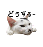 うちの猫シリーズ(くうちゃん)（個別スタンプ：4）