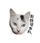 うちの猫シリーズ(くうちゃん)（個別スタンプ：7）