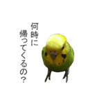 とのひめ（個別スタンプ：6）