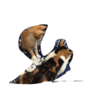 my two cats（個別スタンプ：6）