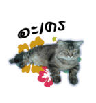 Gas Single page cat（個別スタンプ：1）