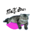 Gas Single page cat（個別スタンプ：2）