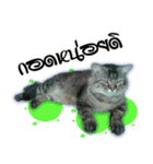 Gas Single page cat（個別スタンプ：3）