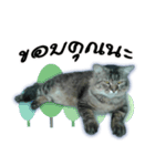 Gas Single page cat（個別スタンプ：6）