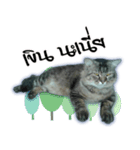 Gas Single page cat（個別スタンプ：7）