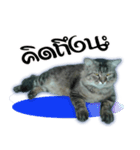 Gas Single page cat（個別スタンプ：8）