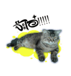 Gas Single page cat（個別スタンプ：9）