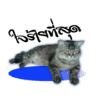 Gas Single page cat（個別スタンプ：10）