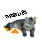 Gas Single page cat（個別スタンプ：11）