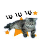 Gas Single page cat（個別スタンプ：12）