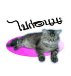 Gas Single page cat（個別スタンプ：13）