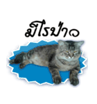 Gas Single page cat（個別スタンプ：14）
