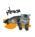 Gas Single page cat（個別スタンプ：16）