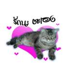 Gas Single page cat（個別スタンプ：17）