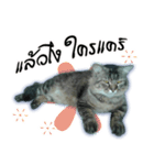 Gas Single page cat（個別スタンプ：18）