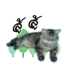 Gas Single page cat（個別スタンプ：19）