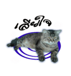 Gas Single page cat（個別スタンプ：20）