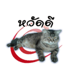Gas Single page cat（個別スタンプ：21）