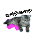 Gas Single page cat（個別スタンプ：22）