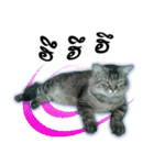 Gas Single page cat（個別スタンプ：23）