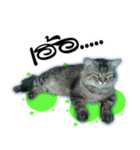 Gas Single page cat（個別スタンプ：24）