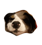 animal funny faces（個別スタンプ：2）
