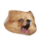 animal funny faces（個別スタンプ：3）