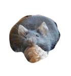 animal funny faces（個別スタンプ：4）