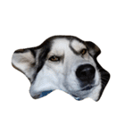 animal funny faces（個別スタンプ：5）
