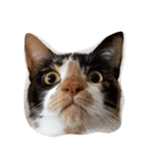 animal funny faces（個別スタンプ：6）