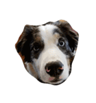 animal funny faces（個別スタンプ：7）