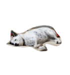 animal funny faces（個別スタンプ：8）