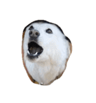 animal funny faces（個別スタンプ：11）