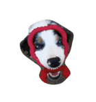 animal funny faces（個別スタンプ：12）