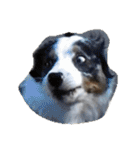 animal funny faces（個別スタンプ：13）