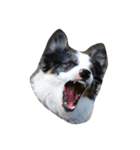 animal funny faces（個別スタンプ：14）